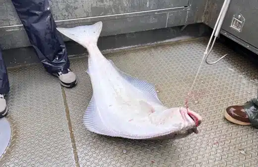 Złowiona ryba halibut