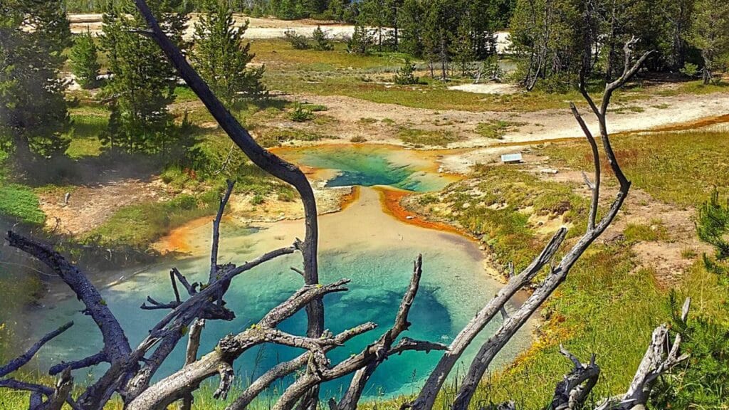 Flora i fauna Park Narodowy Yellowstone